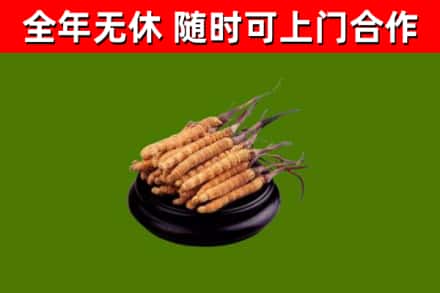 沙洋回收散虫草