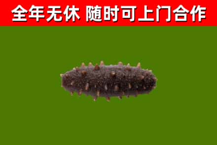 沙洋回收海参干